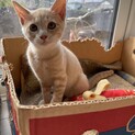 茶トラ ミルクティー子猫女の子