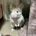 チンチラ　6ヶ月　女の子　募集ストップ中です。