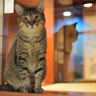 まだ人間は怖いけど、食べ物の為なら下界に降ります。