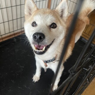 大事にしてくれる方お願いします。※募集一旦ストップ