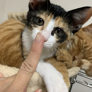 ★お返事します★甘えん坊の黒三毛★☆彡