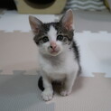 キジシロのリンちゃん