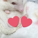 アルビノのハリネズミちゃんです