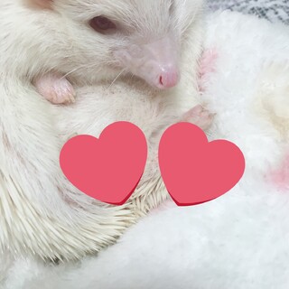 アルビノのハリネズミちゃんです