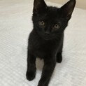 やんちゃな黒猫-男の子2.5ヶ月