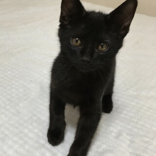 やんちゃな黒猫-男の子2.5ヶ月