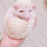 アルビノのハリネズミちゃんです サムネイル2