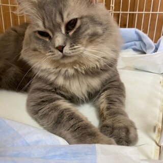 【サイベリアン】おしゃべり大好きガルシアくん