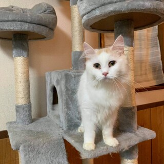 【サイベリアン】おてんば娘なポポちゃん