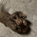 可愛いダックスの男の子❁⃘去勢済みです。