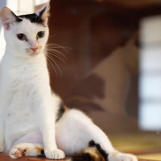 ザ和風三毛！小顔美女！！遊ぶの大好き！！！