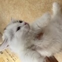 美人ミヌエット ちょっと恥ずかしがり屋さん