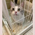心の優しい性格の良いマンチカン♂