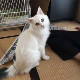 保護猫の里親さがしています