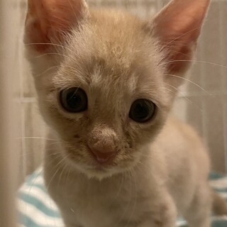 子猫はる君