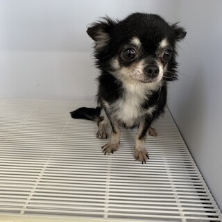 チワワ の女の子！