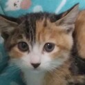 困ったお顔の子猫 生後2ヶ月 10月11日保護