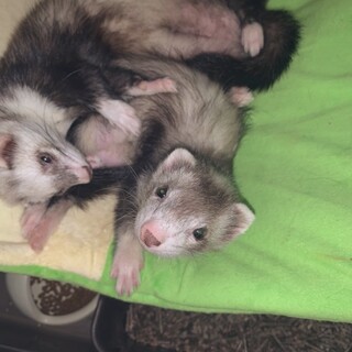 フェレット2匹一緒での里親募集