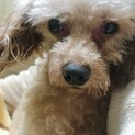 アンちゃん　♀ 5才　小さいトイプードル　