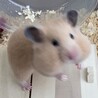 (くうちゃん)