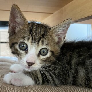 【あきづき】おかげさまで里親様が決まりました。