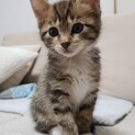 【にっこり】おかげさまで里親様が決まりました！