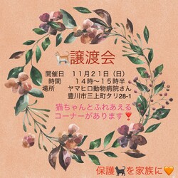 愛知県豊川市　保護猫の譲渡会