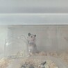 ククル波音