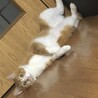 ひなぽよ。