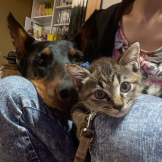 三姉妹☆お嫁に行きたいニャン！