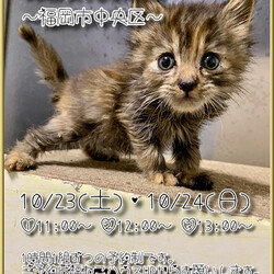 譲渡相談会〜福ねこハウス〜