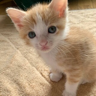 生後約3週のかわいい子猫「ジャイケル」