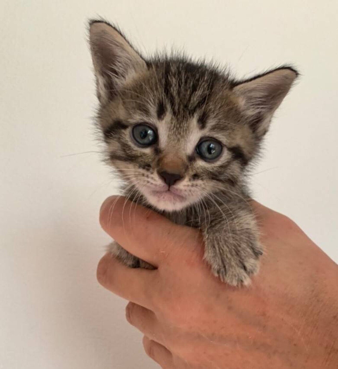 生後約3週のかわいい子猫 広島県 猫の里親募集 3110 ペットのおうち 月間利用者150万人