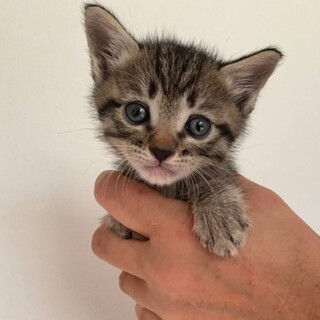 生後約3週のかわいい子猫「じゅげむ」