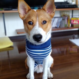 Npo法人アグリドッグレスキューが投稿した里親募集 ペットのおうち 月間利用者150万人