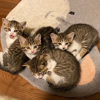 1カ月の仔猫4兄弟姉妹
