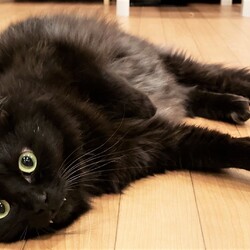 「猫が里親様を決める？」サムネイル2