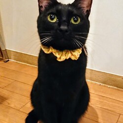 「猫が里親様を決める？」サムネイル3