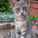 サバトラ グレー の子猫