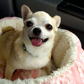 元気一杯 甘えん坊のチワワ