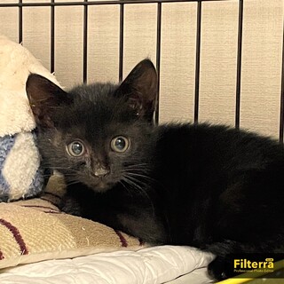 長毛 可愛い黒猫ちゃん