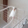 アルビノのインコちゃん