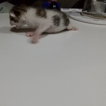 雄猫