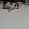 雄猫