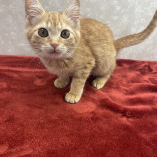 ひょうきん茶トラが会いに行きます❗️ぽん太