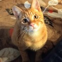 元気で可愛いチャトラくんの里親募集