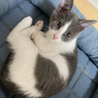 グレーのハチワレ子猫