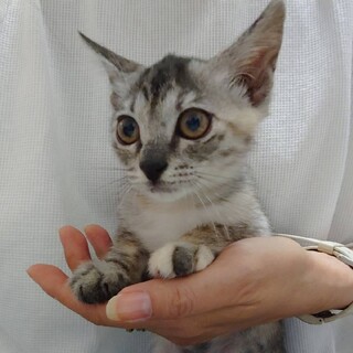 個性的でお転婆で食いしん坊な、ななこちゃん。