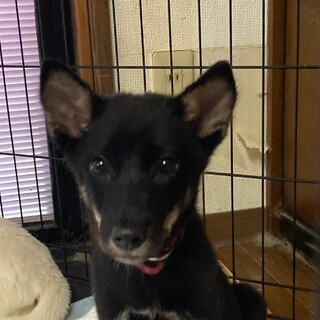 推定4ｹ月の子犬里親緊急募集