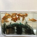金魚達の里親さんになって下さる方を探しています。